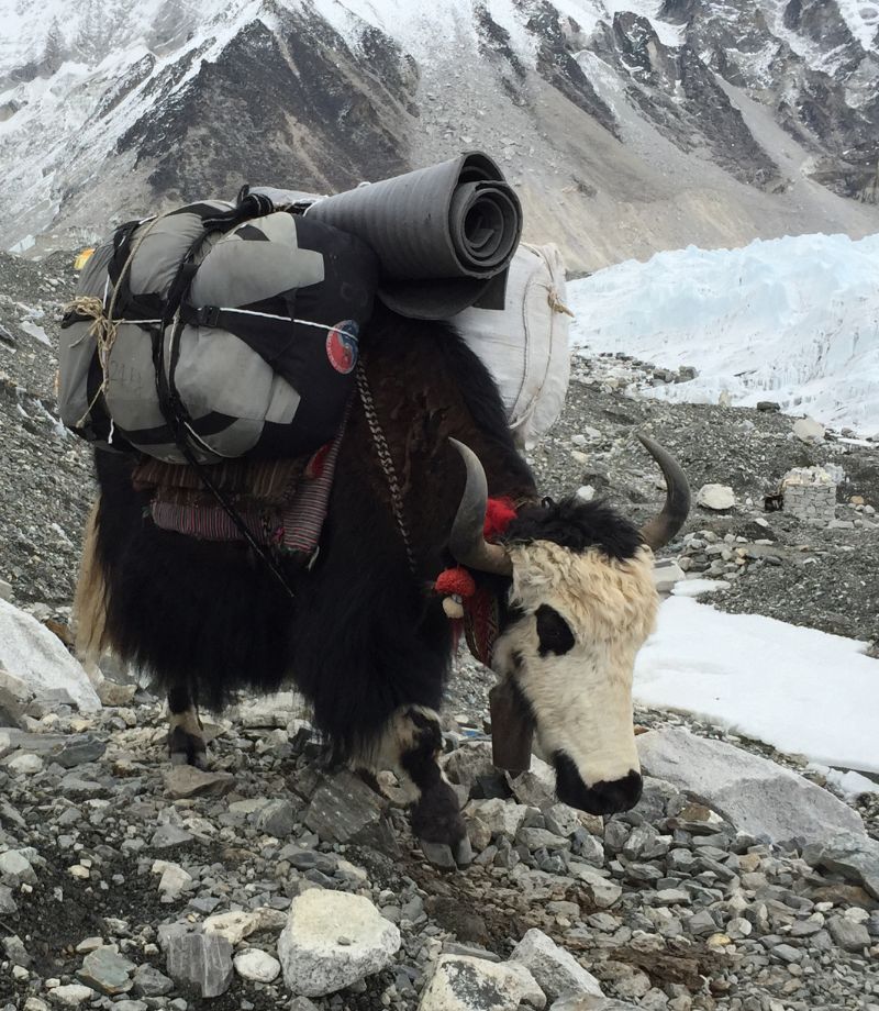A Nepalese yak serving as a pack animal in the Himalayan mountains