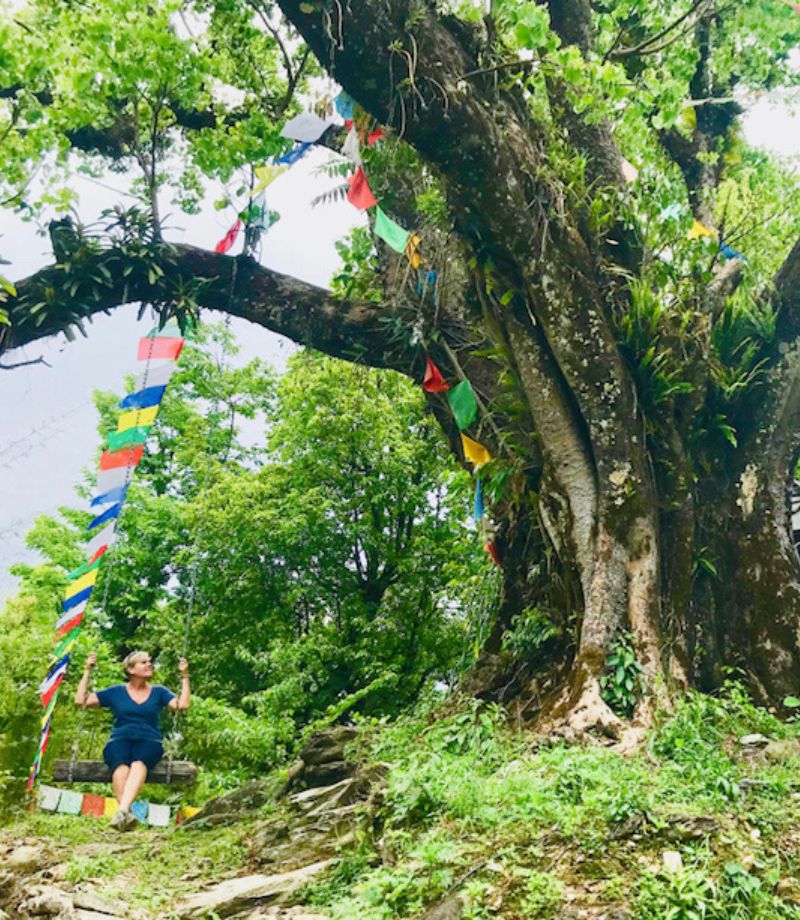 Picture of a yoga tree, taken during Streetschool's Mindfulness Journey to India